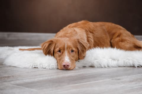 Acute Kidney Failure in Dogs | Ventura Animal Hospital