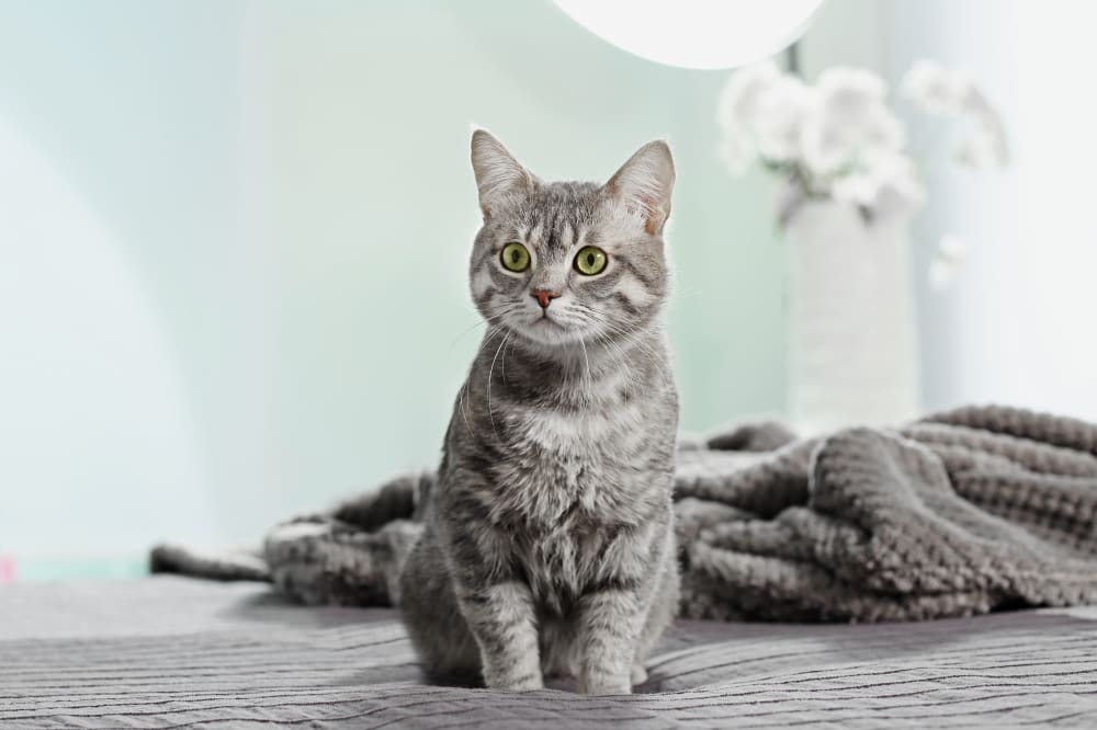 Epilepsy in Cats, Ventura Vets