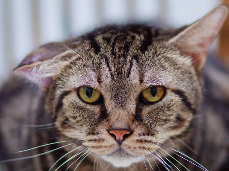 Cat with Ear Hematomas at Veterinary Medical and Surgical Group (VMSG)