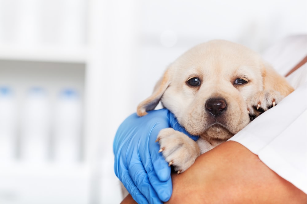 Knuckling in Puppies, Ventura Vets