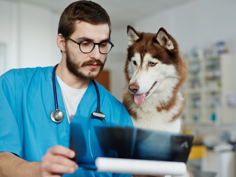 Diagnostic Imaging for Pets