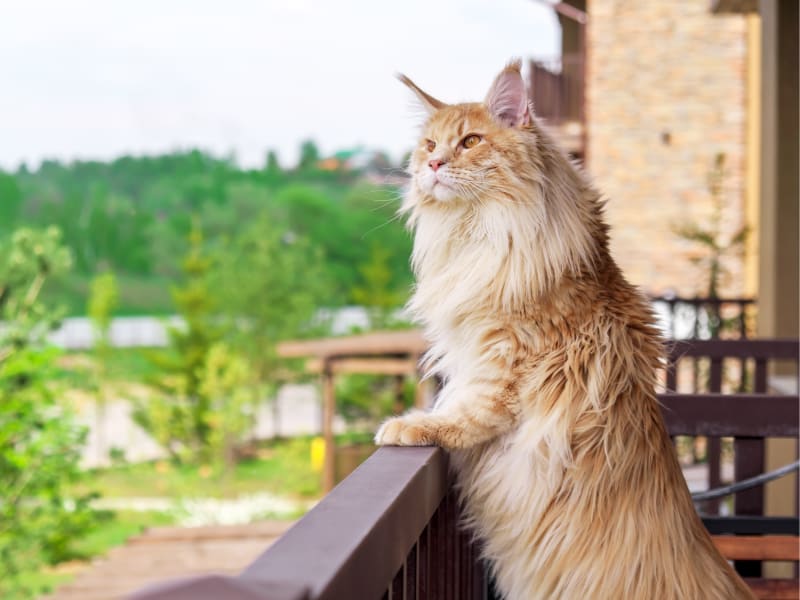 Vestibular Disease in Cats, Ventura Vets