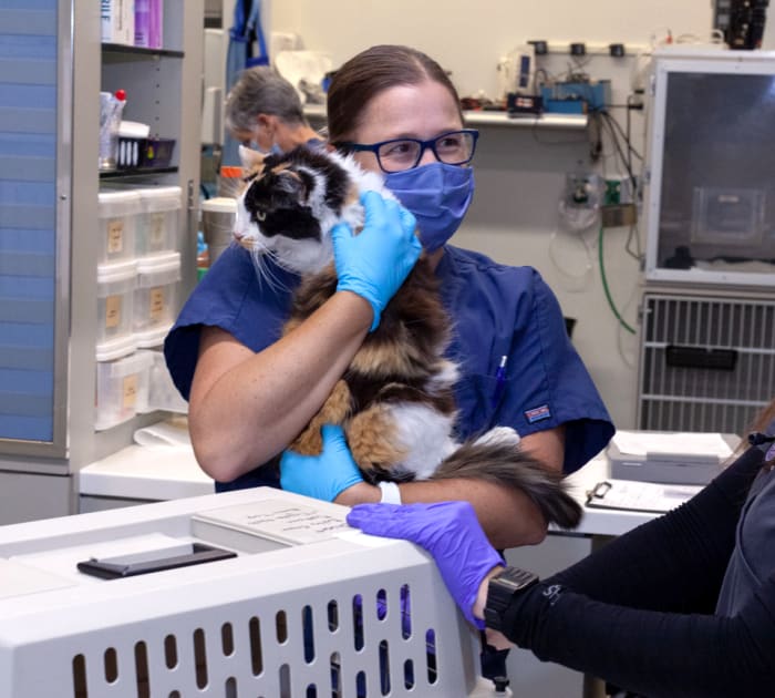 Neurology Service | Veterinary Medical and Surgical Group (VMSG) | Vet in Ventura | Serving the Ventura